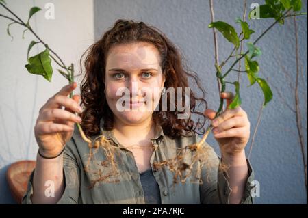 Donna con capelli ricci marrone è sorridente e guardando la macchina fotografica mentre tiene due piante di frutto di passione con le radici nelle sue mani, seduta sul balcone dentro Foto Stock