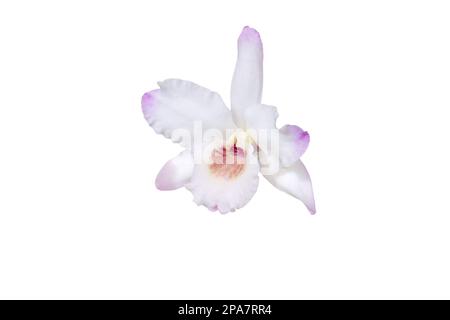 Dendrobium Orchid ibrido fiore singolo bianco con piccola quantità di rosa pallido o viola isolato su bianco Foto Stock