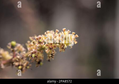 Mango albero flower.This foto è stata presa dal bangladesh. Foto Stock