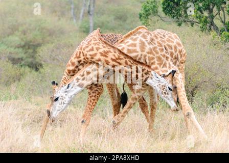 Due giovani giraffe maschili stanno combattendo in Kenya. Foto Stock