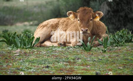 Vitello riposato in erba con auricolari gialli nella Dehesa de Abajo, Riserva Naturale a la Puebla del Río, Siviglia, Spagna Foto Stock