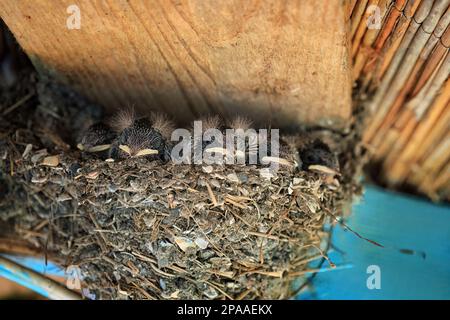 Piccole rondini nel nido sotto il tetto, primo piano Foto Stock