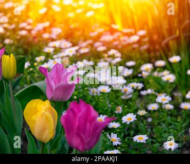 Bellissimo tramonto con tulipani rosa e margherite. Margherite fuori fuoco su sfondo tulipano rosa. Tulipani rosa a fuoco selettivo. Foto Stock