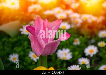 Bellissimo tramonto con tulipani rosa e margherite. Margherite fuori fuoco su sfondo tulipano rosa. Tulipani rosa a fuoco selettivo. Foto Stock