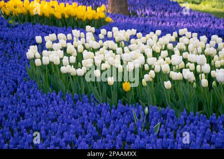 Tulipani bianchi e giacinti di uva blu in un parco. Tulipani gialli e bianchi a fuoco selettivo. Foto Stock