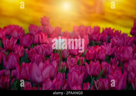 Un elegante tulipano bianco sottile tra tulipani rosa, festival di tulipani. Tulipano bianco al tramonto e a fuoco. Foto Stock