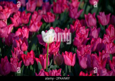 Un elegante tulipano bianco sottile tra tulipani rosa, festival di tulipani. Foto Stock