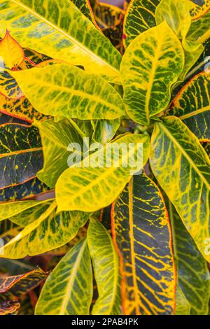 Primo piano del croto di fuoco (Codiaeum variegatum). Foto Stock