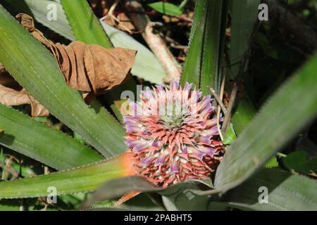 Vista ad angolo alto di un giovane frutto immaturo di ananas con fiori individuali viola in fiore alla luce diretta del sole in una zona selvaggia Foto Stock