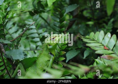 Una testa elevata e fissante di una lucertola verde mimetizza foresta (Calotes Calotes) in cima a una terra fronds felce Foto Stock