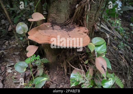 Un grosso fungo rossastro chiamato staffa dell'artista (Ganoderma Applanatum) cresce alla base di un gambo di albero morente Foto Stock