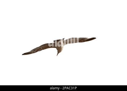 gabbiano volante con ali distese da dietro - gabbiano in volo guarda ai lati - gabbiano in volo isolato su sfondo bianco Foto Stock