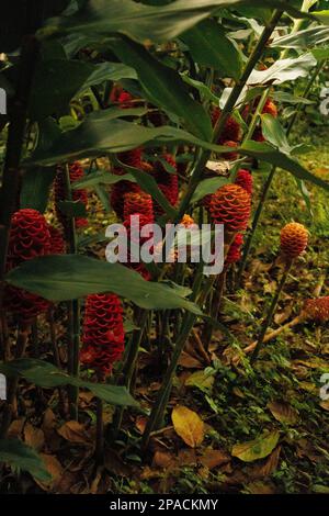 Lo zenzero dell'alveare, una pianta erbacea perenne per uso medicinale in Indonesia Foto Stock