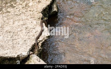 Un lungo serpente d'acqua scivola attraverso una grande roccia con la lingua che sfarfalla. Il serpente pende sopra le acque in movimento del Missouri su un caldo sole Foto Stock