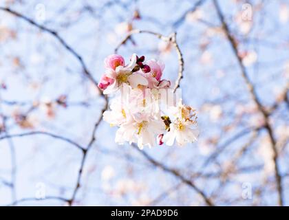 Fiore dei ciliegi a Parigi Foto Stock