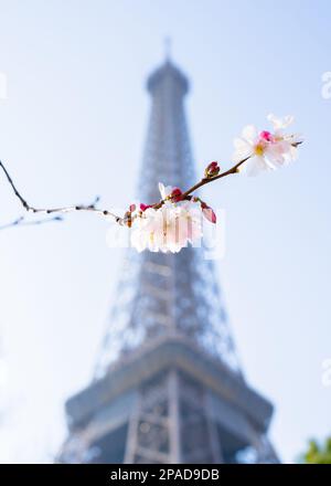 Fiore dei ciliegi alla Torre Eiffel Foto Stock