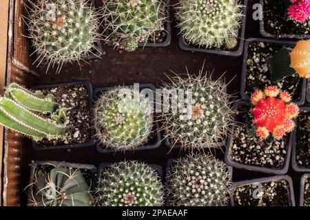 Assortimento di Cactus Foto Stock