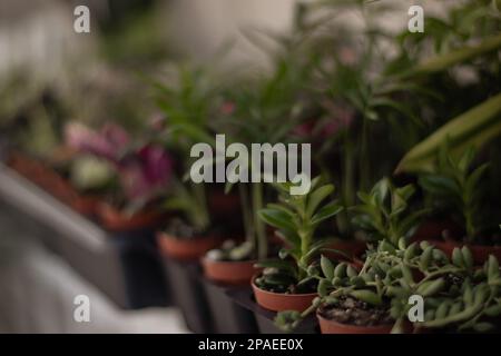 Piante di casa in vaso piccole. Majesty Palm e Jade Plant Foto Stock