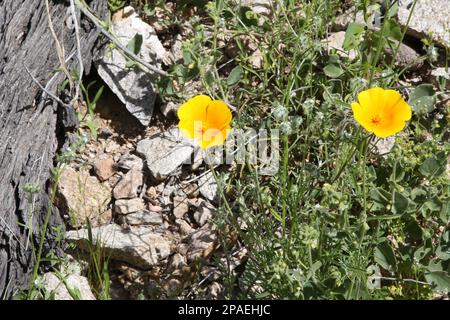 I papaveri della California fioriscono lungo il paesaggio che circonda il sentiero escursionistico Meridian Bulldog Pass nel parco regionale di Usery, Apache Junction, Arizona. Foto Stock