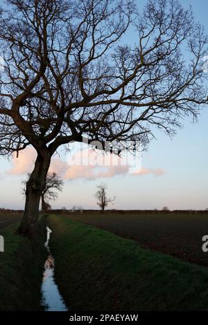 Silhouette di albero e acqua in fossato a bordo dei campi, Suffolk, Inghilterra, Regno Unito Foto Stock