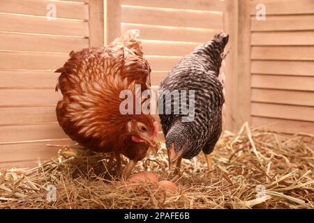 Due diversi bei polli con uova su fieno in henhouse Foto Stock