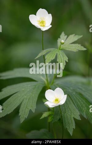 Canada Anemone fiori selvatici (Anemoni prato) che crescono nel Fish Creek Provincial Park, Calgary, Canada. (Anemone canadensis) Foto Stock