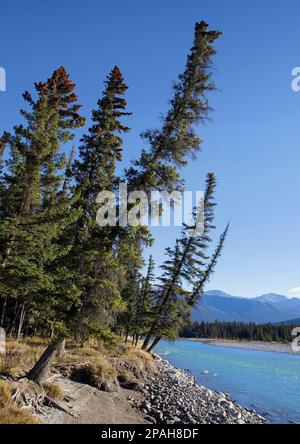 Alberi di abete rosso che si affacciano sulla riva del fiume Athabasca con un cielo azzurro limpido nel Jasper National Park, Alberta, Canada Foto Stock