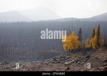 I resti di alberi di conifere e decidui sopravvissero a un grande incendio e forniranno una fonte di semi per il recupero post-incendio nella foresta nel Jasper National Park, Canada Foto Stock