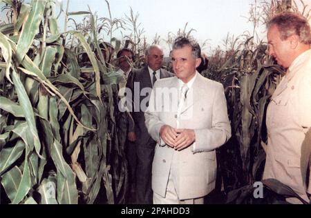 IL politico e dittatore rumeno NICOLAE CEAUSESCU ( 26 gennaio 1918 – 25 dicembre 1989 ) è stato il leader della Romania dal 1965 al dicembre 1989, quando una rivoluzione e un colpo di stato lo hanno tolto dal potere. I rivoluzionari hanno condotto un processo di due ore e lo hanno condannato a morte per crimini contro lo Stato, genocidio e "minando l'economia nazionale". Il processo affrettato è stato criticato come tribunale canguro la sua successiva esecuzione segnò l'atto finale delle rivoluzioni del 1989 - ROMANIA - POLITICO - POLITICA - POLITICA - SOCIALISTA - SOCIALISMO - COMUNISTA - COMUNISMO - COMUNISTA Foto Stock