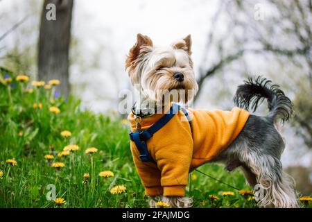 Un grazioso cane Yorkshire Terrier razza a piedi sul prato fiorito verde in primavera giardino, parco. Cucciolo in felpa calda giallo arancio. Panno Foto Stock