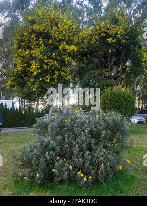 Fiori gialli sull'albero. Mimosa fiorisce. primi fiori. Bel posto nel parco. In un parco a Batumi Foto Stock