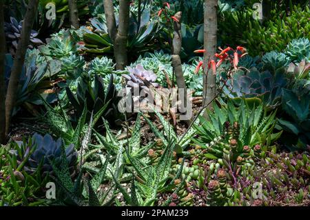 Sydney Australia, vista sul succulento giardino con una varietà di piccole piante Foto Stock