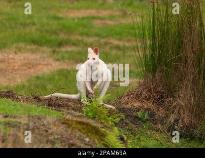 Albino Whte wallaby, nativo di Bruny Island, Tasmania. Molto raro. wallaby bianco Foto Stock