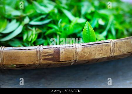 Foglie di tè verde che asciugano in un cestino di vimini Foto Stock