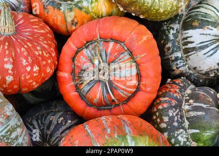 Zucca Turban di colore arancione con verruche sulla pelle su un mucchio di squash colorati Foto Stock