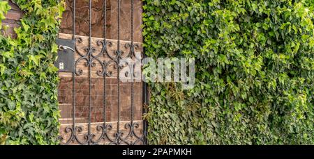 Arco porta del castello con edera. L'arco della porta del castello è coperto di edera verde. L'ingresso della casa è con barre di ferro e una parete di mattoni coperti Foto Stock