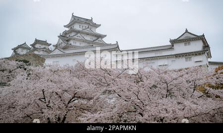 Himeji, Giappone - 10 aprile 2019. Fiore di ciliegio (sakura) nel castello di Himeji, Giappone. Il castello (costruito nel 1333) è l'esempio meglio conservato di Medieva Foto Stock