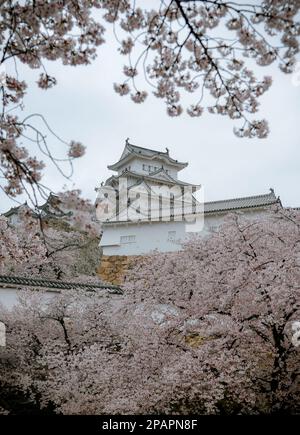 Himeji, Giappone - 10 aprile 2019. Fiore di ciliegio (sakura) nel castello di Himeji, Giappone. Il castello (costruito nel 1333) è l'esempio meglio conservato di Medieva Foto Stock