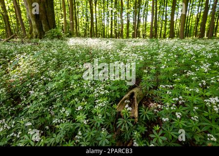 Fiore legno dolce (Galium odoratum) che copre il pavimento di una lussureggiante foresta di faggi in primavera, Bad Pyrmont, Weserbergland, Germania Foto Stock