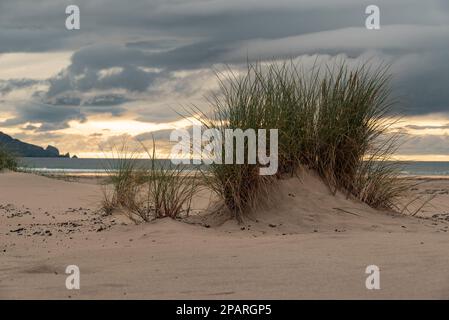 Erba tuft sulla spiaggia di Tramore al crepuscolo, Kiltoorish, County Donegal, Irlanda Foto Stock