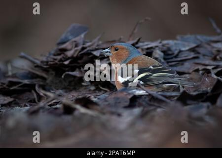 Un maschio chaffinch, Fringilla coelebs, come egli è sul pavimento tra vecchio congedo come egli cerca cibo. Preso da un piano terra basso, c'è spazio per le copie Foto Stock