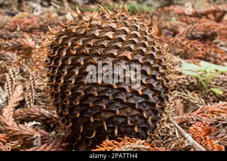 Cono femmina di pino muso (Araucaria cunninghamii) che è maturato e caduto dall'albero. Yarraman Queensland Australia Foto Stock