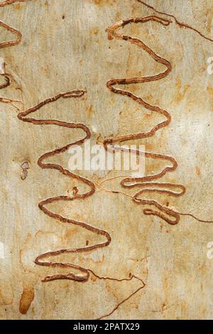 Scribbly Gum Moth marchi sulla corteccia di Eucalyptus signata.Ogmoggrottis sp Cordalba state Forest Bundaberg Queensland Australia Foto Stock