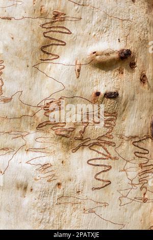 Scribbly Gum Moth marchi sulla corteccia di Eucalyptus signata.Ogmoggrottis sp Cordalba state Forest Bundaberg Australia Foto Stock