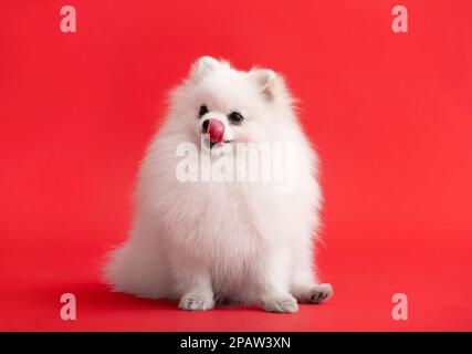 Portraite di carino puppy lanuginoso di spitz pomeranian. Piccolo cane sorridente sdraiato su sfondo rosso brillante e alla moda. Spitz lecca le labbra Foto Stock