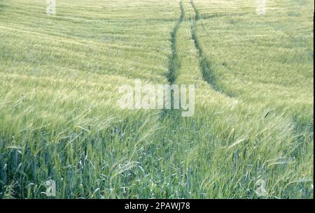 Percorso attraverso il campo di Barley Foto Stock