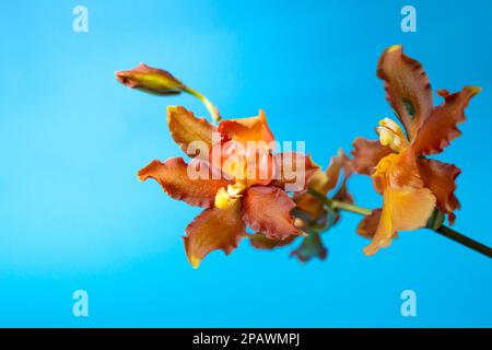 Cambria catatante Orchid o arancione bellezza fiore morbido fuoco primo piano su sfondo blu Foto Stock