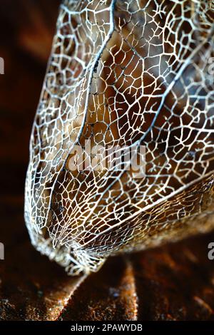 Macro dei calici scheletrici della pianta Physalis. Foto Stock