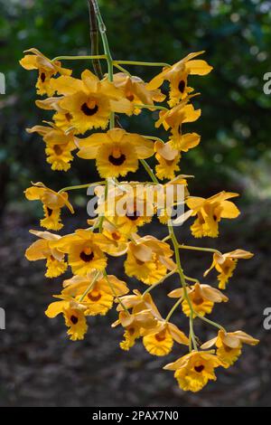 Primo piano di fiori gialli e neri di orchidee tropicali epifitiche dendrobium fimbriatum isolato all'aperto su sfondo naturale scuro Foto Stock