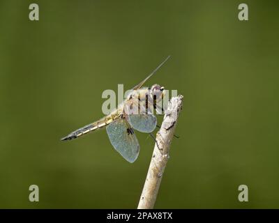 Quattro spot chaser dragonfly (Libellula quadrimaculata) su un bastone di legno con sfondo sfocato Foto Stock